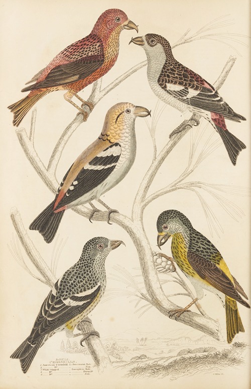 Crossbills