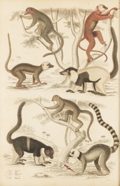 Lemur