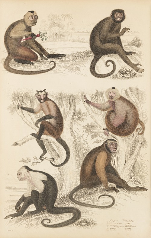 Weepers