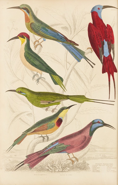Bee-eaters