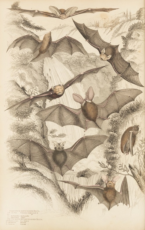 Long-eared bats