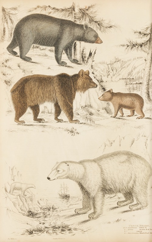 Bears