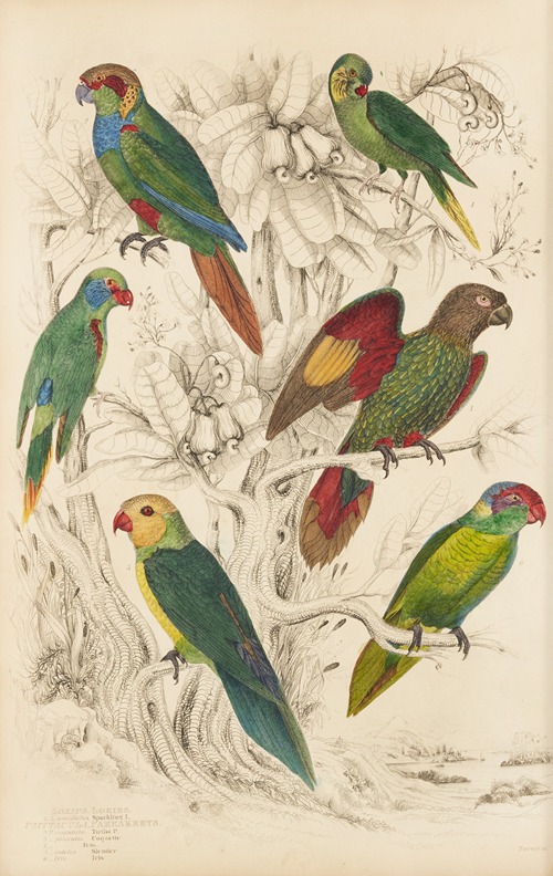 Lories, Parakeets