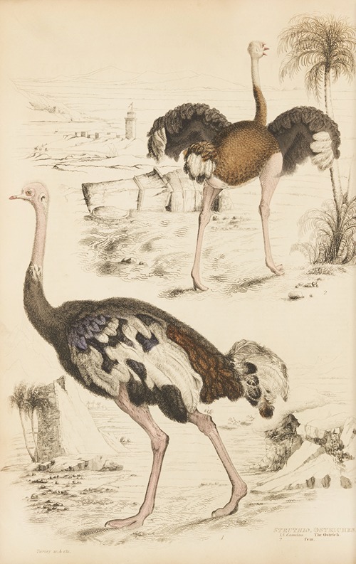 Ostriches