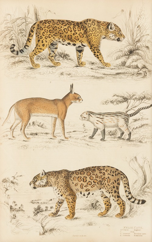 Cats
