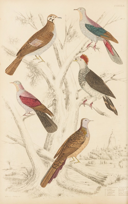 Pigeons