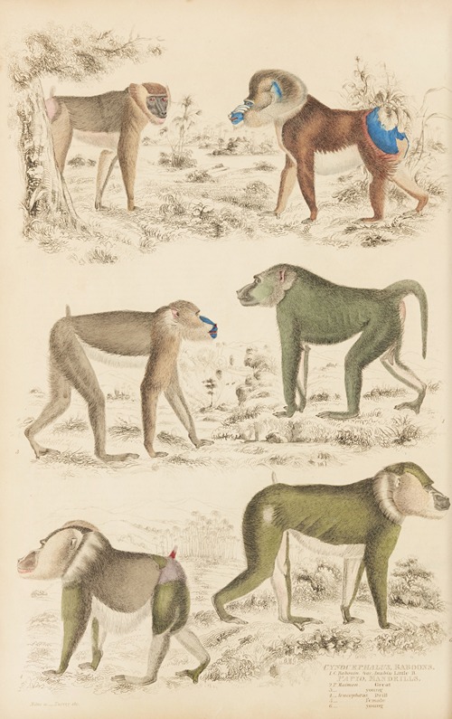 Baboons