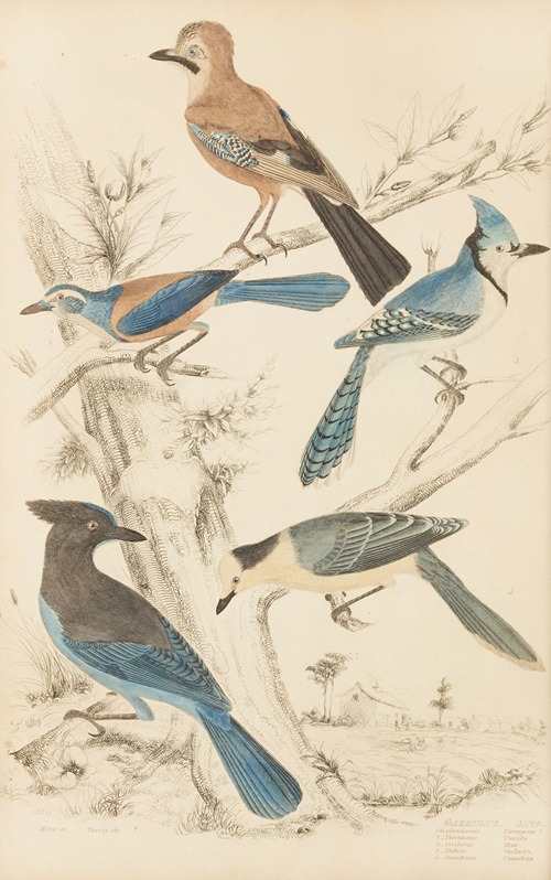 Jays