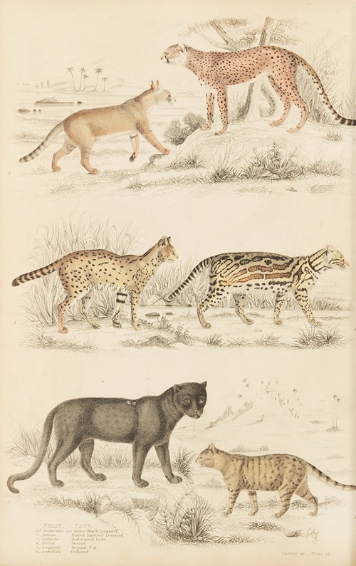 Cats