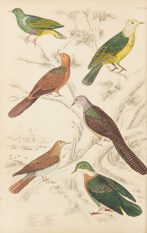 Pigeons