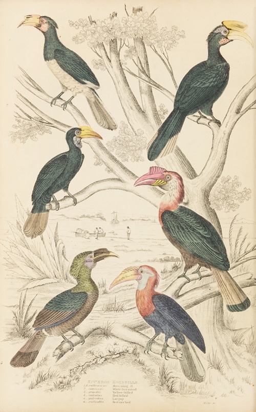 Hornbills