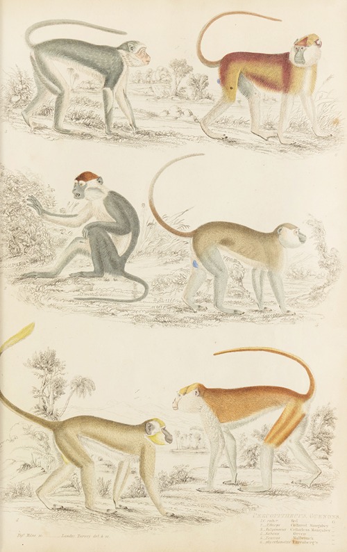Guenons