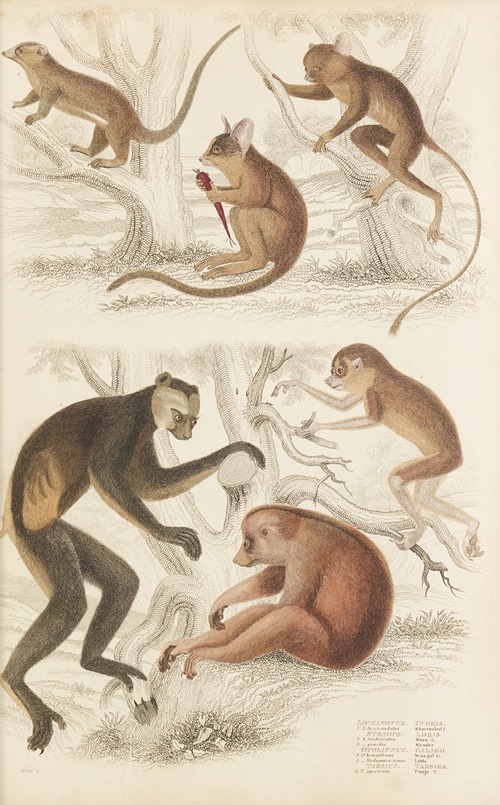 Indris, Loris, Galago, Tarsier