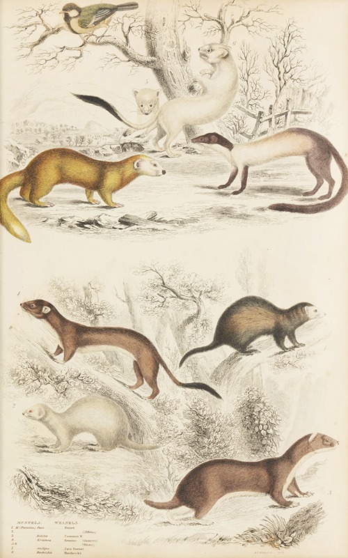 Weasels