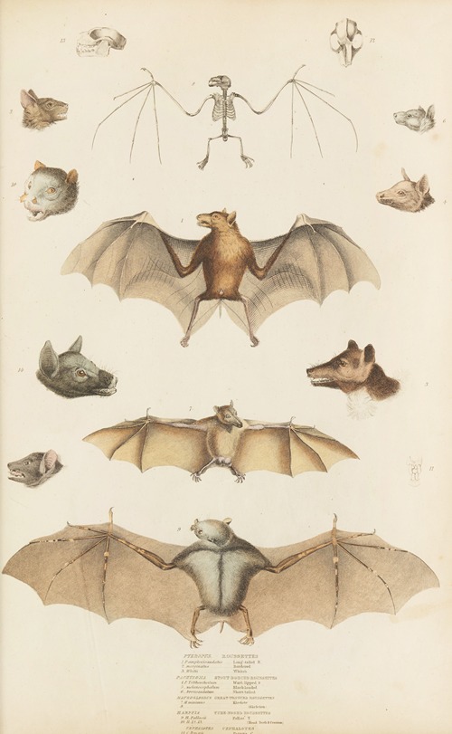 Roussettes