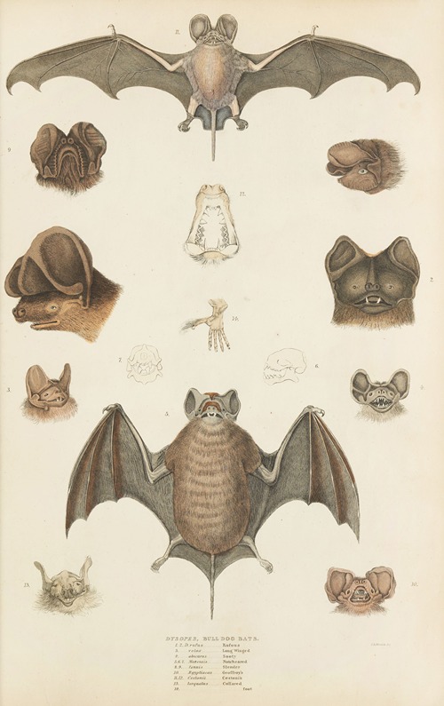 Bull dog bats