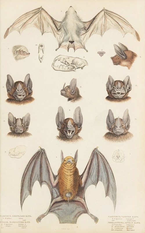 Bats