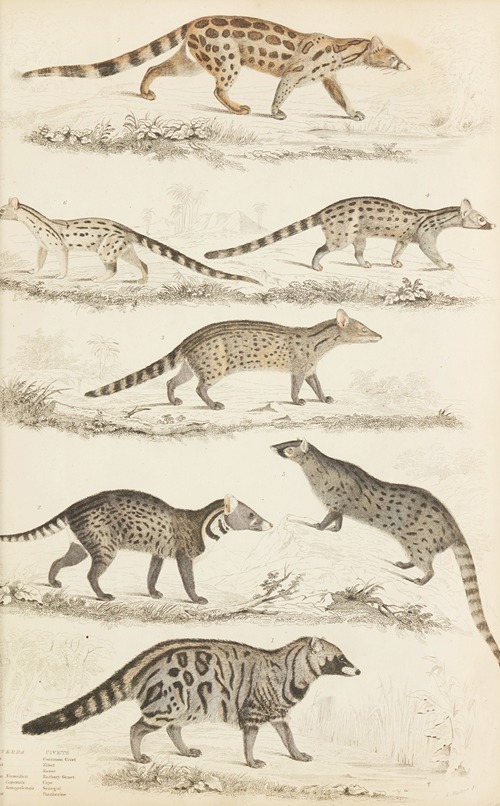 Civets