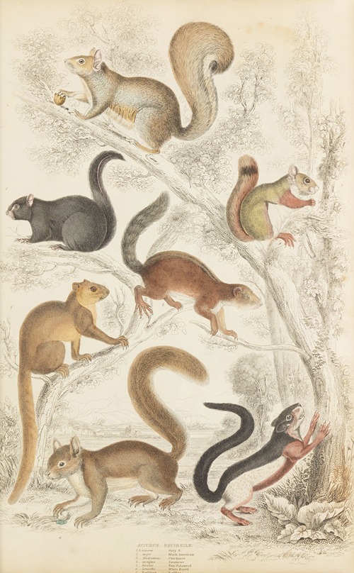 Squirrels