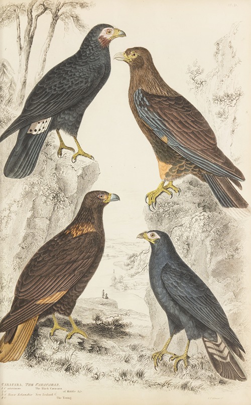 The Caracaras
