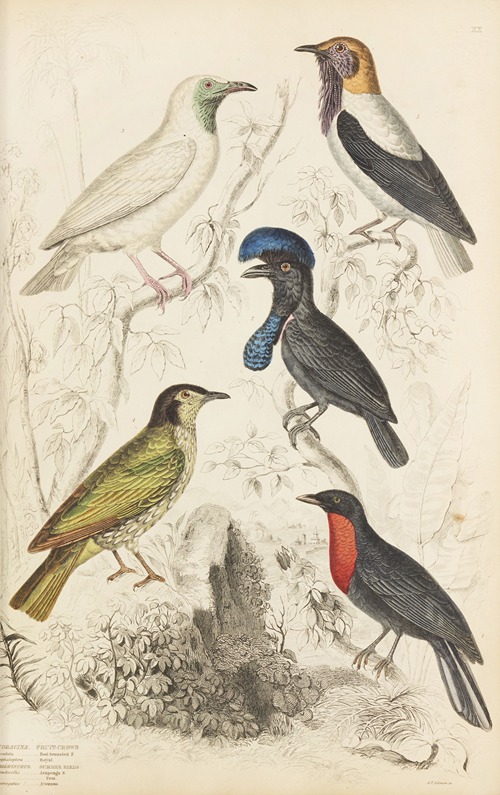 Fruit-crows, Summer birds