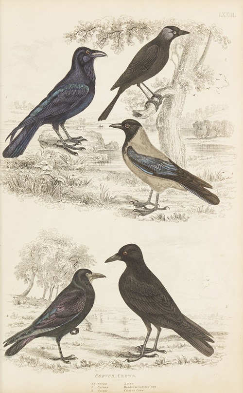 Crows