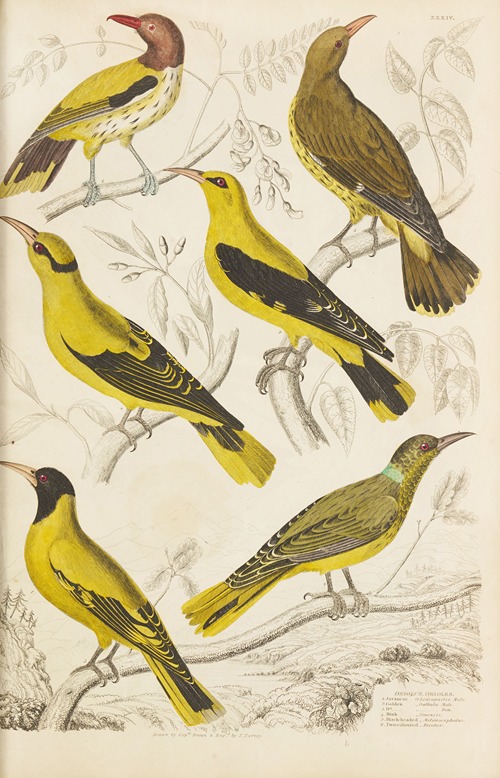 Orioles