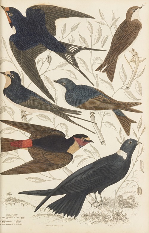 Swallows