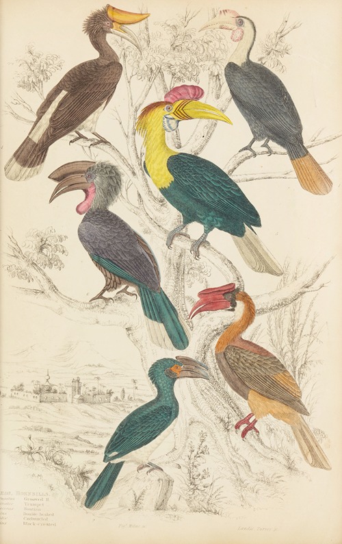Hornbills