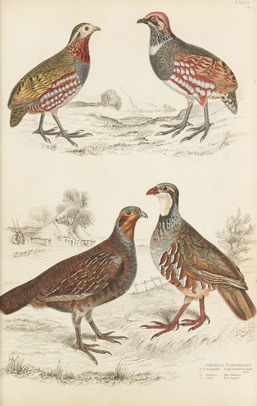 Partridges
