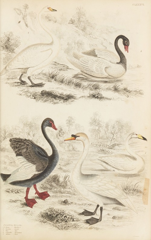 Swans