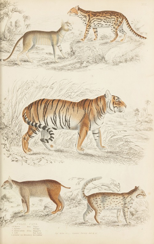 Cats