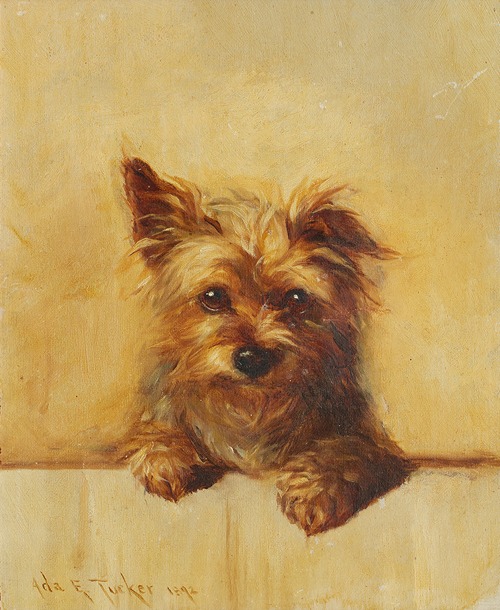 A Yorkshire Terrier puppy