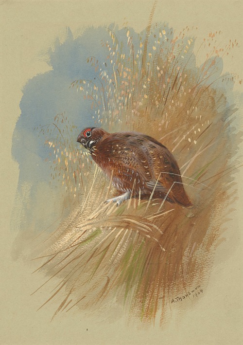 A grouse nestled in grassland