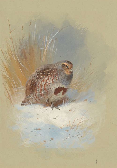 A partridge in the snow
