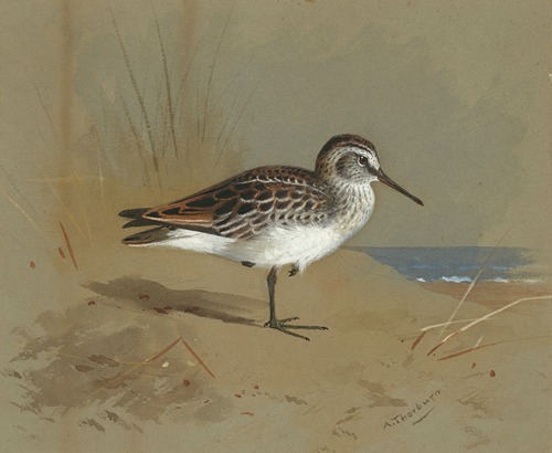 Study of a Sandpiper