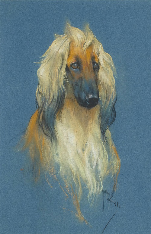 The portrait of an Afghan Hound