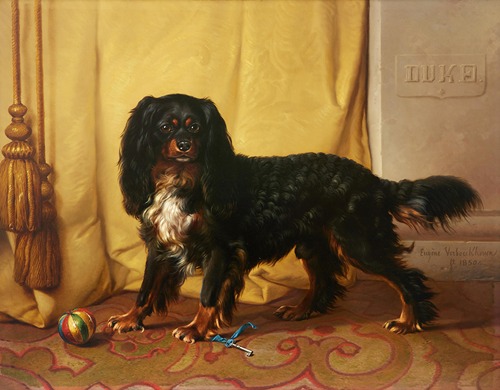 Duke – a magnificent King Charles Spaniel