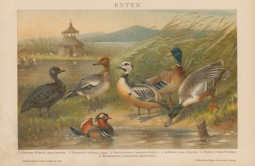 Enten