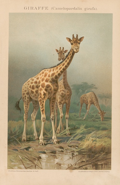 Giraffe