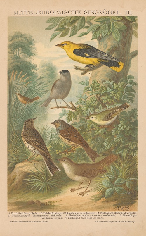 Mitteleuropäische Singvögel, III