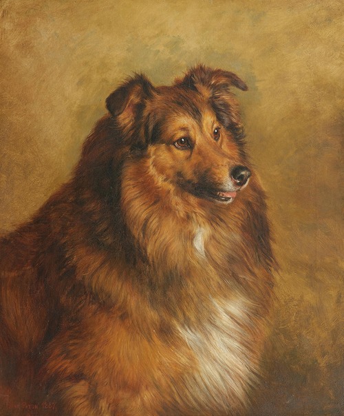 Champion ‘Eclipse’ – a sable and white Rough Collie