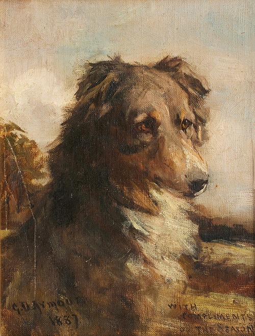 Head study of a Collie