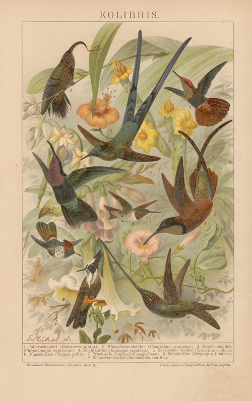 Kolibris