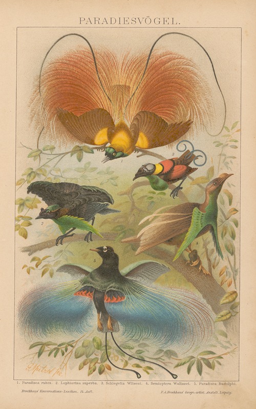 Paradiesvögel