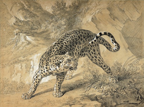 Angry leopard