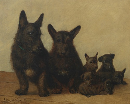 A family of Scotties