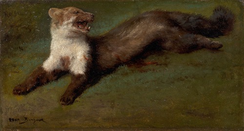 Etude de fouine blessée