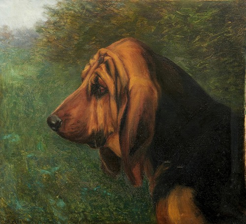 Head and shoulder profile of a Bloodhound