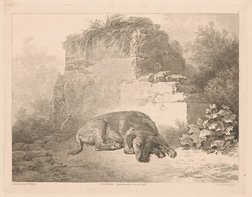 Sleeping dog in front of a wall